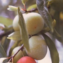 Wild Plums, Red, Green, Wild Cat Farm- near Williamston, NC by Jerry Raynor